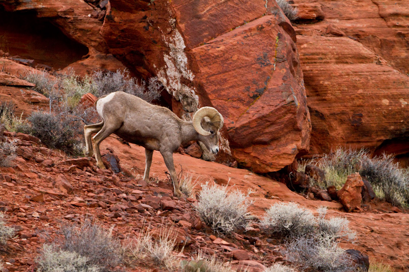 Bighorn On Slickrock